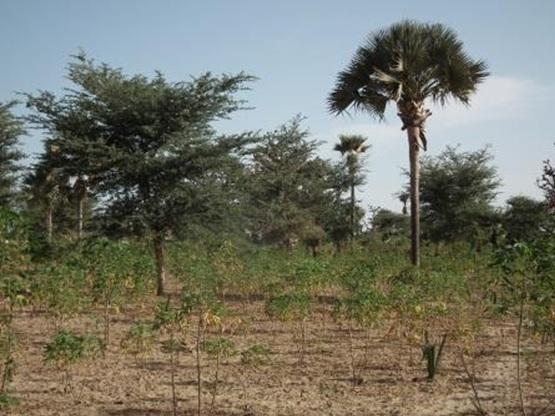 A grassroots agricultural revolution is – almost unnoticed by the outside world – spreading across West Africa's Sahel desert (Photo: <a href