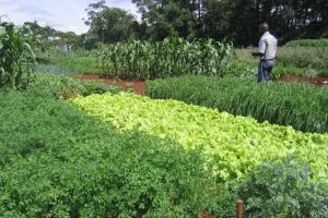 Biointensive beds at MHAC