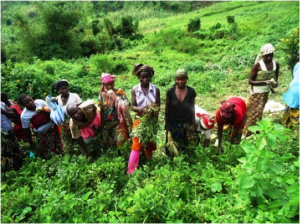 Practising sustainable agriculture (Biointensive Agriculture) with vegetable production: mainly onions, cabbage and pepper