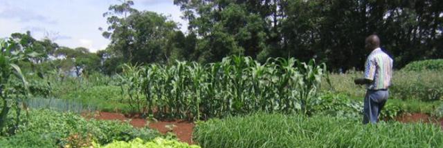 Biointensive beds at MHAC