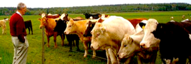 Ove inspecting his beef cattle