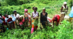 Practising sustainable agriculture (Biointensive Agriculture) 