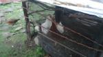 Sophie’s Chickens