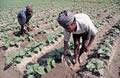 Indian Farmers