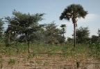 A grassroots agricultural revolution is – almost unnoticed by the outside world – spreading across West Africa's Sahel desert (Photo: African re greening initiatives http://africa-regreening.blogspot.co.uk/)