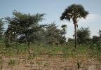 A grassroots agricultural revolution is – almost unnoticed by the outside world – spreading across West Africa's Sahel desert (Photo: African re greening initiatives http://africa-regreening.blogspot.co.uk/)