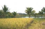 Paddy fields in Thailand